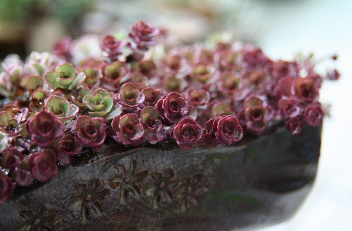 小球玫瑰怎么爆盆？小球玫瑰怎么養？【圖】