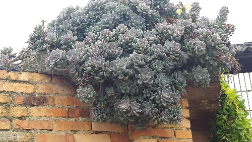 冬美人怎么養(yǎng)?冬美人什么季節(jié)砍頭好?【圖】