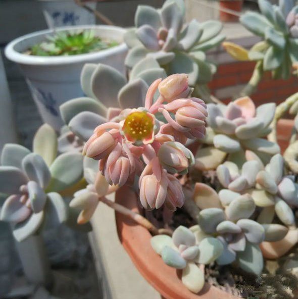 冬美人怎么養(yǎng)?冬美人什么季節(jié)砍頭好?【圖】