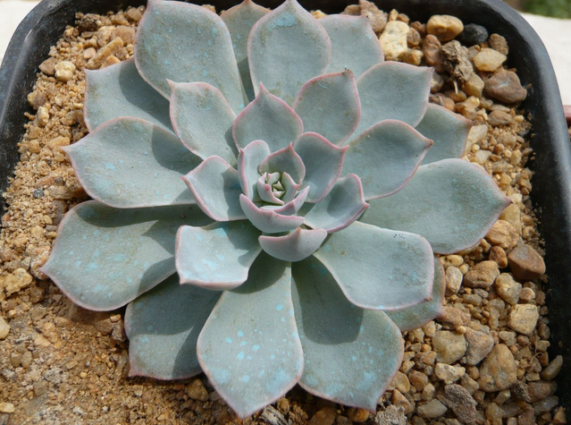 藍石蓮怎么養(yǎng)?藍石蓮怎么繁殖?【圖】