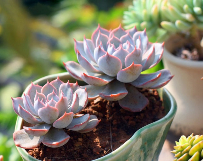 藍石蓮怎么養(yǎng)?藍石蓮怎么繁殖?【圖】