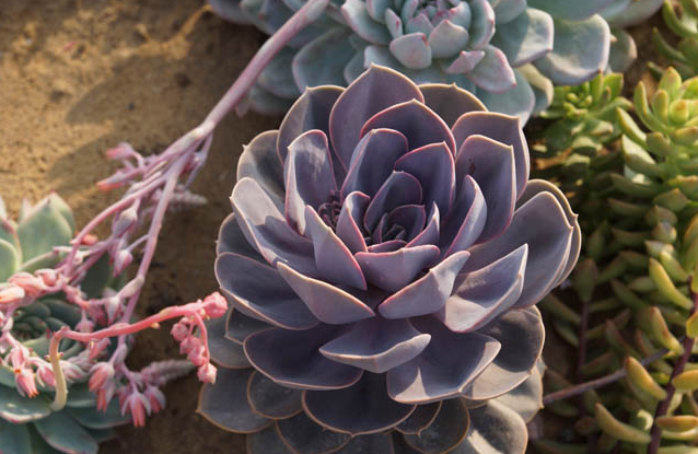 紫珍珠怎么養(yǎng)?紫珍珠葉插會變彩虹嗎?【圖】