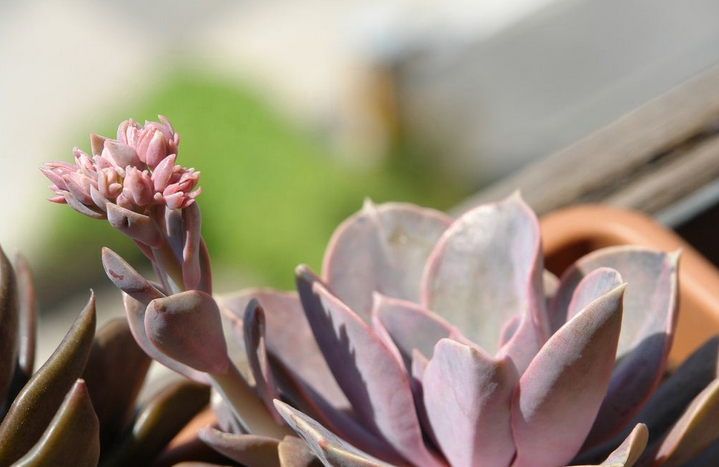 紫珍珠怎么養(yǎng)?紫珍珠葉插會變彩虹嗎?【圖】