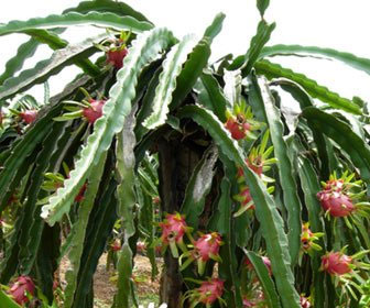 量天尺怎么養(yǎng)?量天尺怎么繁殖?【圖】