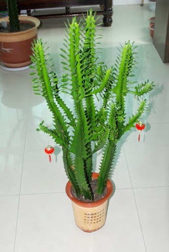 量天尺怎么養(yǎng)?量天尺怎么繁殖?【圖】