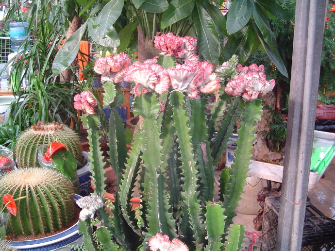 量天尺怎么養(yǎng)?量天尺怎么繁殖?【圖】