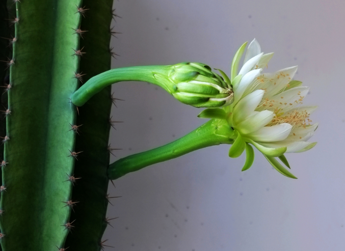 量天尺怎么養(yǎng)?量天尺怎么繁殖?【圖】