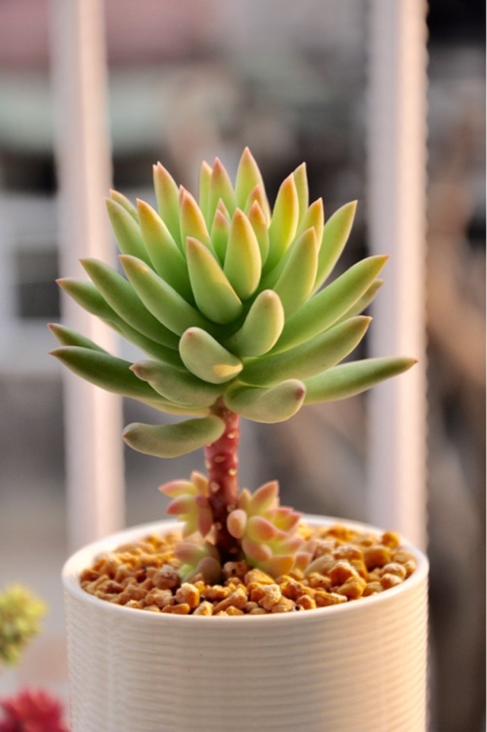 千佛手怎么養(yǎng)?千佛手怎么澆水?【圖】