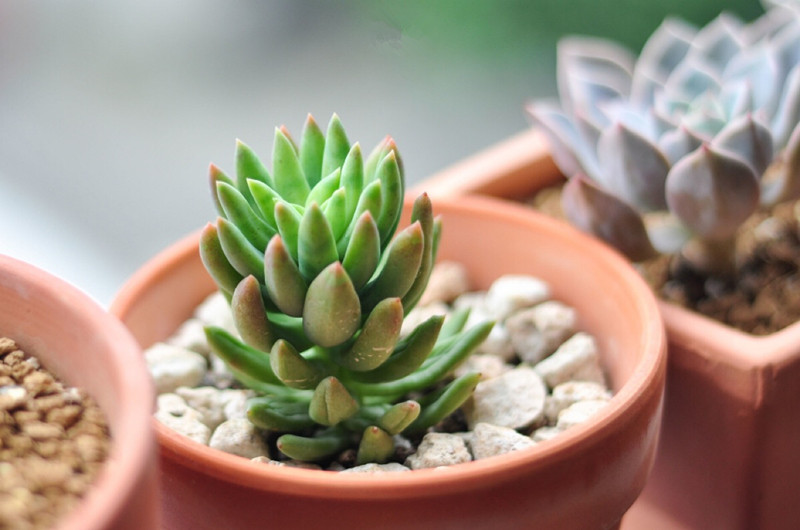 千佛手怎么養(yǎng)?千佛手怎么澆水?【圖】