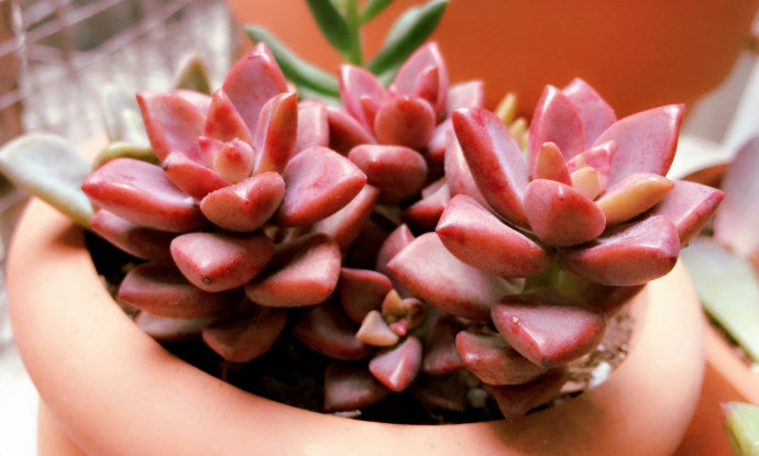 姬朧月怎么養(yǎng)?姬朧月怎么爆頭?【圖】