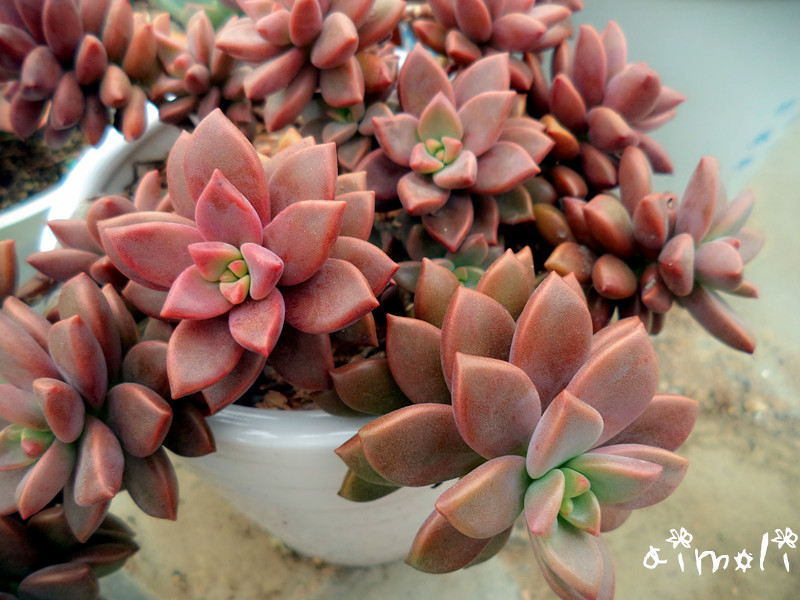 姬朧月怎么養(yǎng)?姬朧月怎么爆頭?【圖】