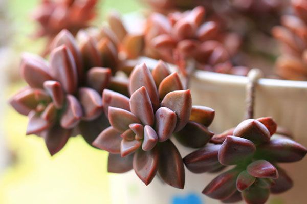 姬朧月怎么養(yǎng)?姬朧月怎么爆頭?【圖】