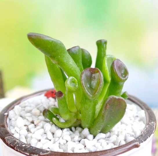 筒葉花月會開花嗎?筒葉花月怎么樣?【圖】