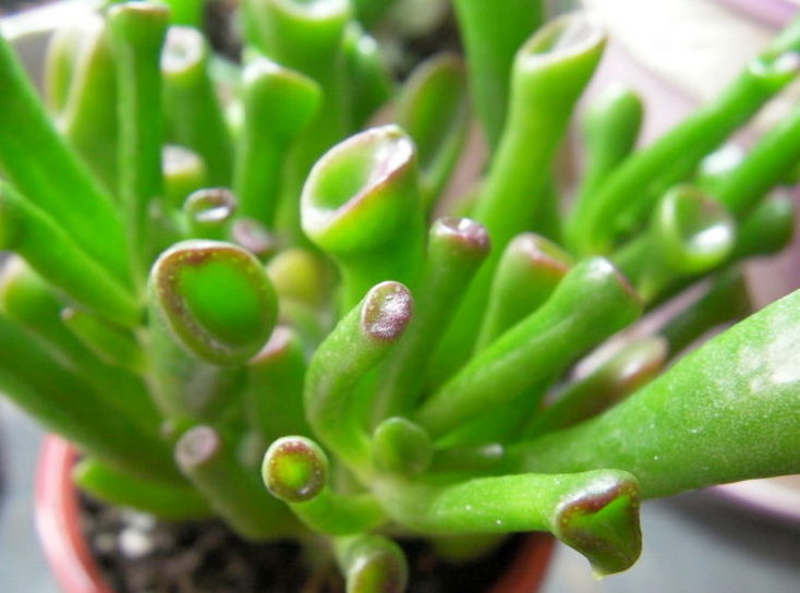 筒葉花月會開花嗎?筒葉花月怎么樣?【圖】