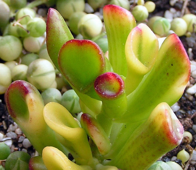 筒葉花月會開花嗎?筒葉花月怎么樣?【圖】