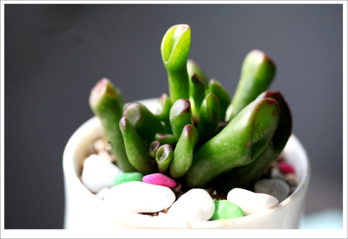 筒葉花月會開花嗎?筒葉花月怎么樣?【圖】