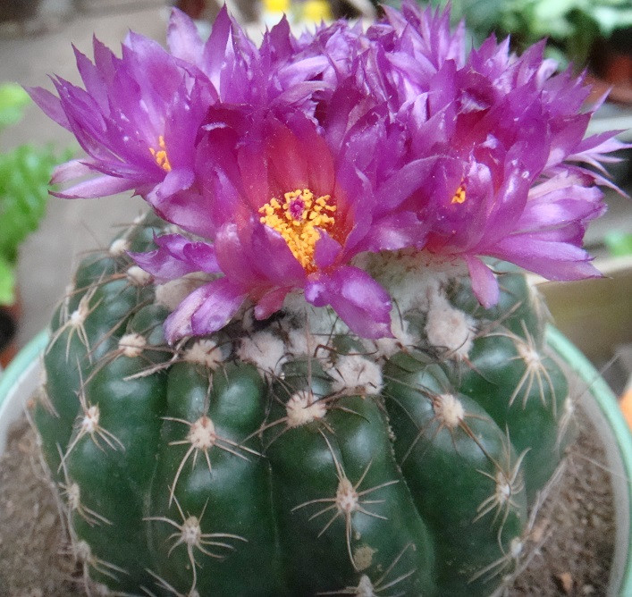 緋花玉開什么顏色的花?緋花玉怎么養(yǎng)?【圖】