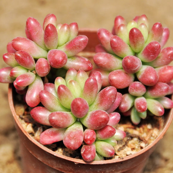 虹之玉錦和虹之玉的區(qū)別?虹之玉錦養(yǎng)殖方法?【圖】