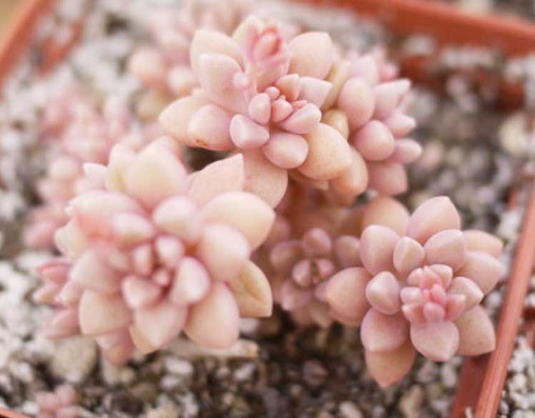 姬秋麗和丸葉姬秋麗的區(qū)別？姬秋麗怎么養(yǎng)才能爆盆?【圖】