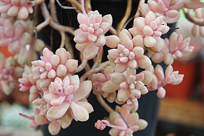 姬秋麗和丸葉姬秋麗的區(qū)別？姬秋麗怎么養(yǎng)才能爆盆?【圖】