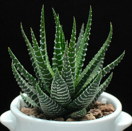 條紋十二卷怎么養？條紋十二卷干癟怎么辦?【圖】