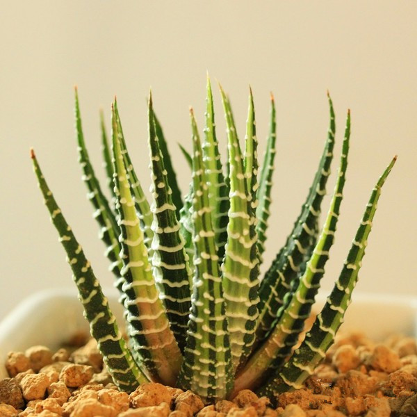 條紋十二卷怎么養？條紋十二卷干癟怎么辦?【圖】