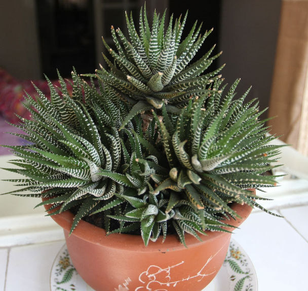 條紋十二卷怎么養？條紋十二卷干癟怎么辦?【圖】