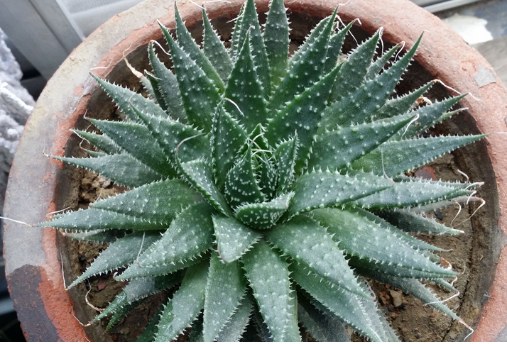 條紋十二卷怎么養？條紋十二卷干癟怎么辦?【圖】