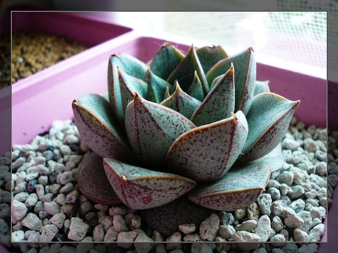 大和錦的養殖方法？大和錦怎么繁殖?【圖】