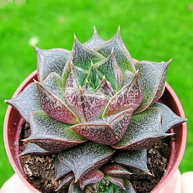 大和錦的養殖方法？大和錦怎么繁殖?【圖】