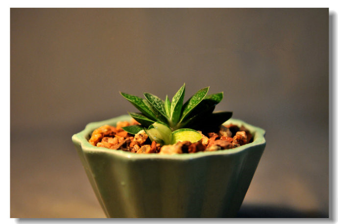 子寶的養殖方法？子寶和子寶錦區別？【圖】