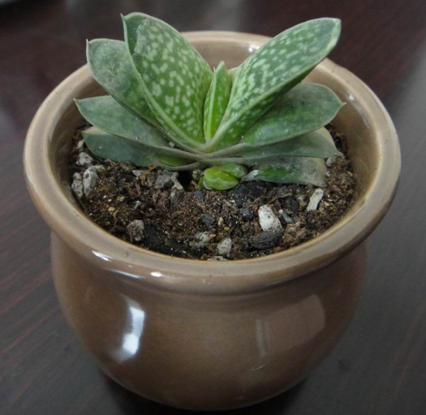 子寶的養殖方法？子寶和子寶錦區別？【圖】