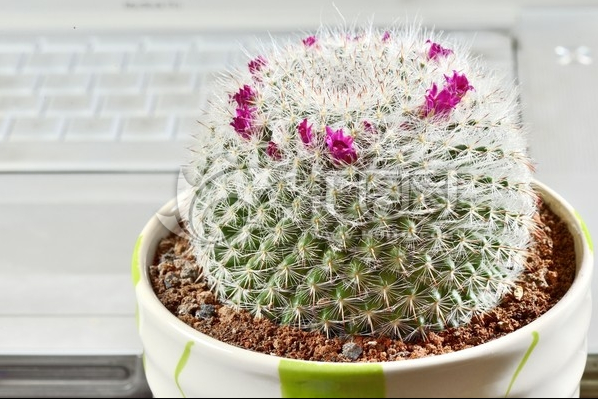 玉翁怎么養(yǎng)？玉翁仙人球能長多大？【圖】