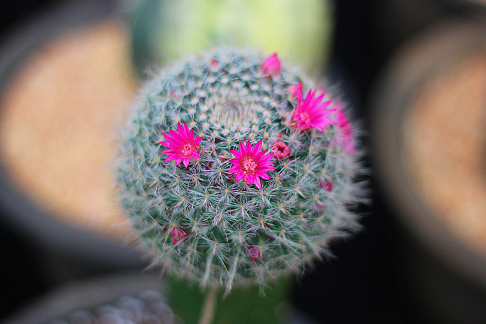 玉翁怎么養(yǎng)？玉翁仙人球能長多大？【圖】