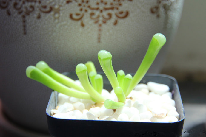 五十鈴玉怎么養？五十鈴玉發皺變軟怎么辦？【圖】