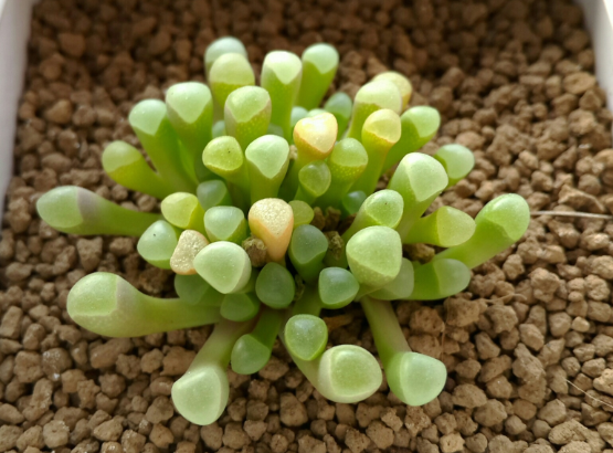 五十鈴玉怎么養？五十鈴玉發皺變軟怎么辦？【圖】