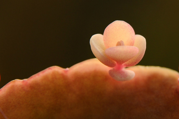 玉吊鐘怎么養？不死鳥和玉吊鐘的區別？【圖】