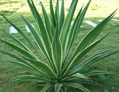 金邊龍舌蘭的養(yǎng)殖方法？金邊龍舌蘭可以家養(yǎng)嗎？【圖】