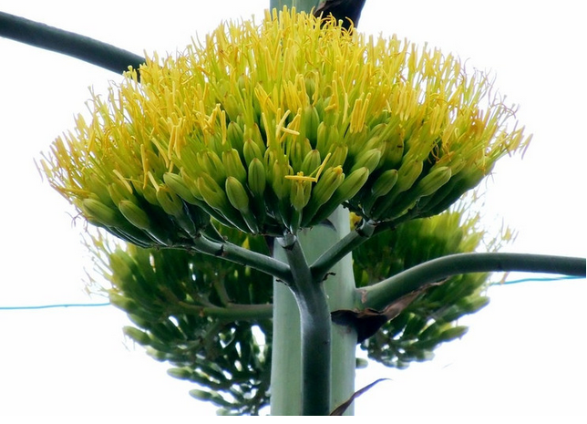 金邊龍舌蘭的養(yǎng)殖方法？金邊龍舌蘭可以家養(yǎng)嗎？【圖】