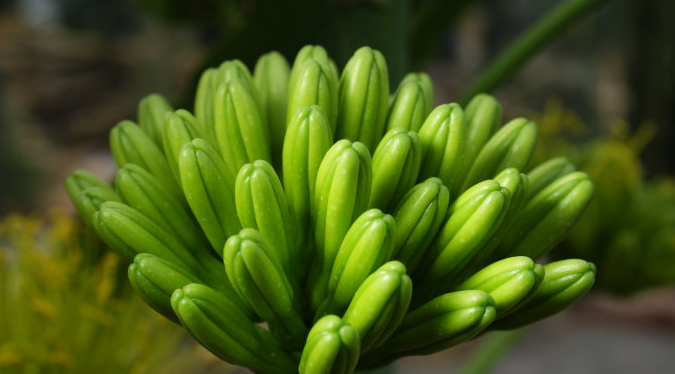 金邊龍舌蘭的養(yǎng)殖方法？金邊龍舌蘭可以家養(yǎng)嗎？【圖】