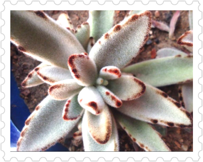 月兔耳怎么養(yǎng)？月兔耳為什么不黑？【圖】