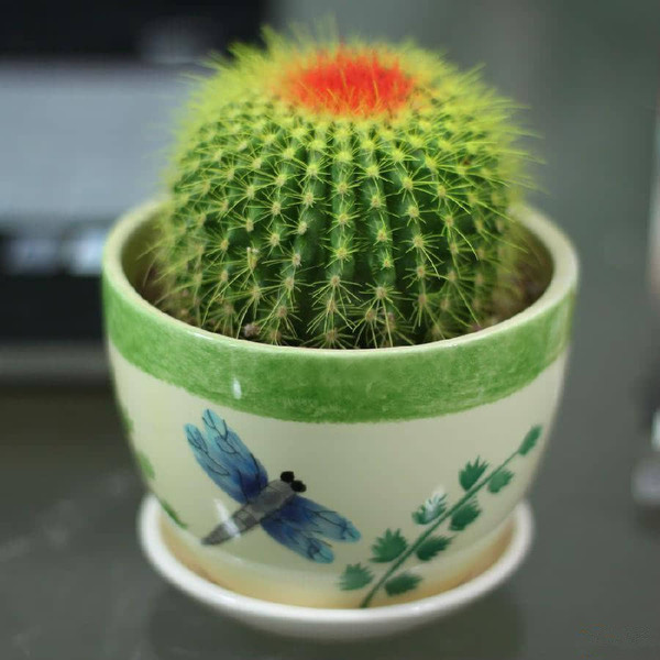 金虎仙人球擺放風景？金虎仙人球開花？【圖】