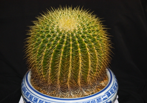 金虎仙人球擺放風景？金虎仙人球開花？【圖】