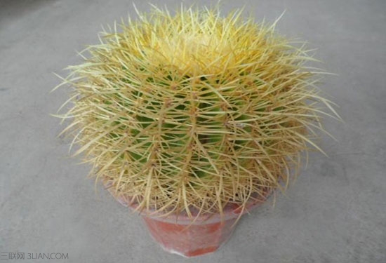 金虎仙人球擺放風景？金虎仙人球開花？【圖】