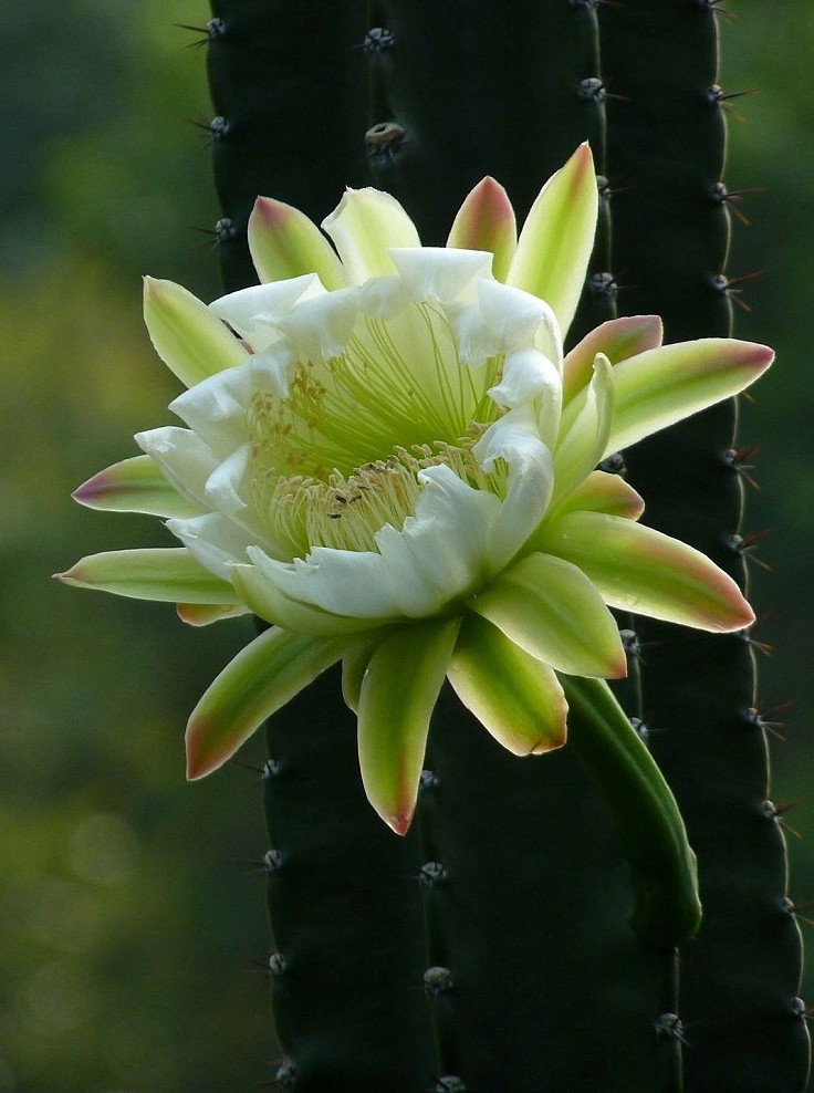 龍骨花的養(yǎng)殖方法？龍骨柱盆栽怎么修剪？【圖】