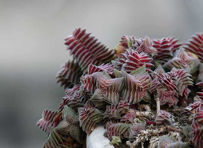 茜之塔的養殖方法？茜之塔怎么繁殖？【圖】