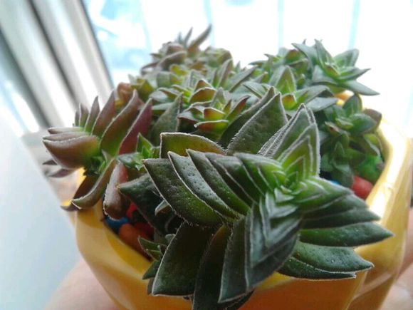 茜之塔的養殖方法？茜之塔怎么繁殖？【圖】