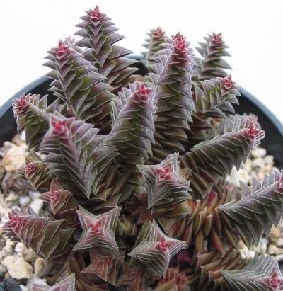 茜之塔的養殖方法？茜之塔怎么繁殖？【圖】