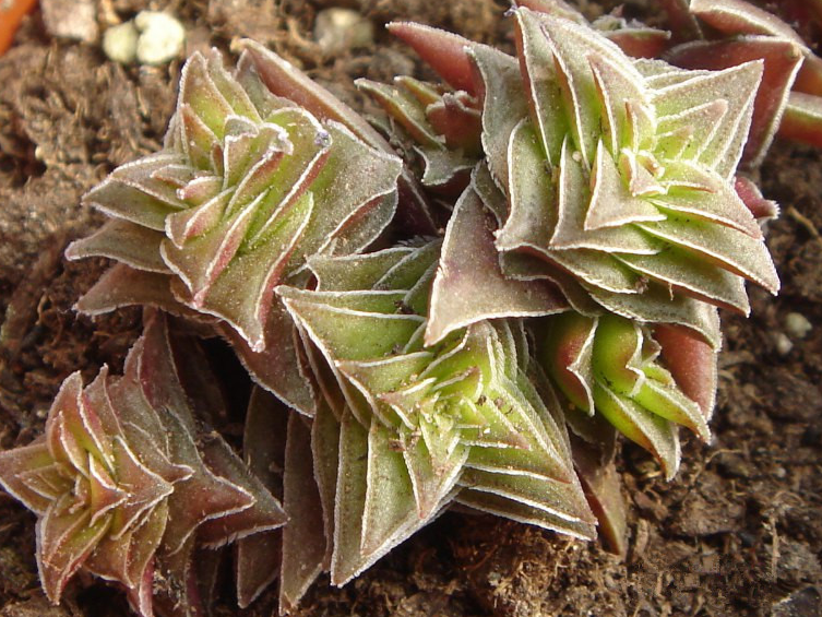 茜之塔的養殖方法？茜之塔怎么繁殖？【圖】