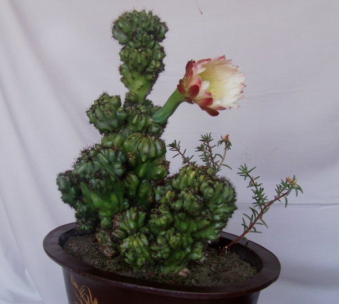 山影拳的養(yǎng)殖方法？山影拳對人有什么好處？【圖】